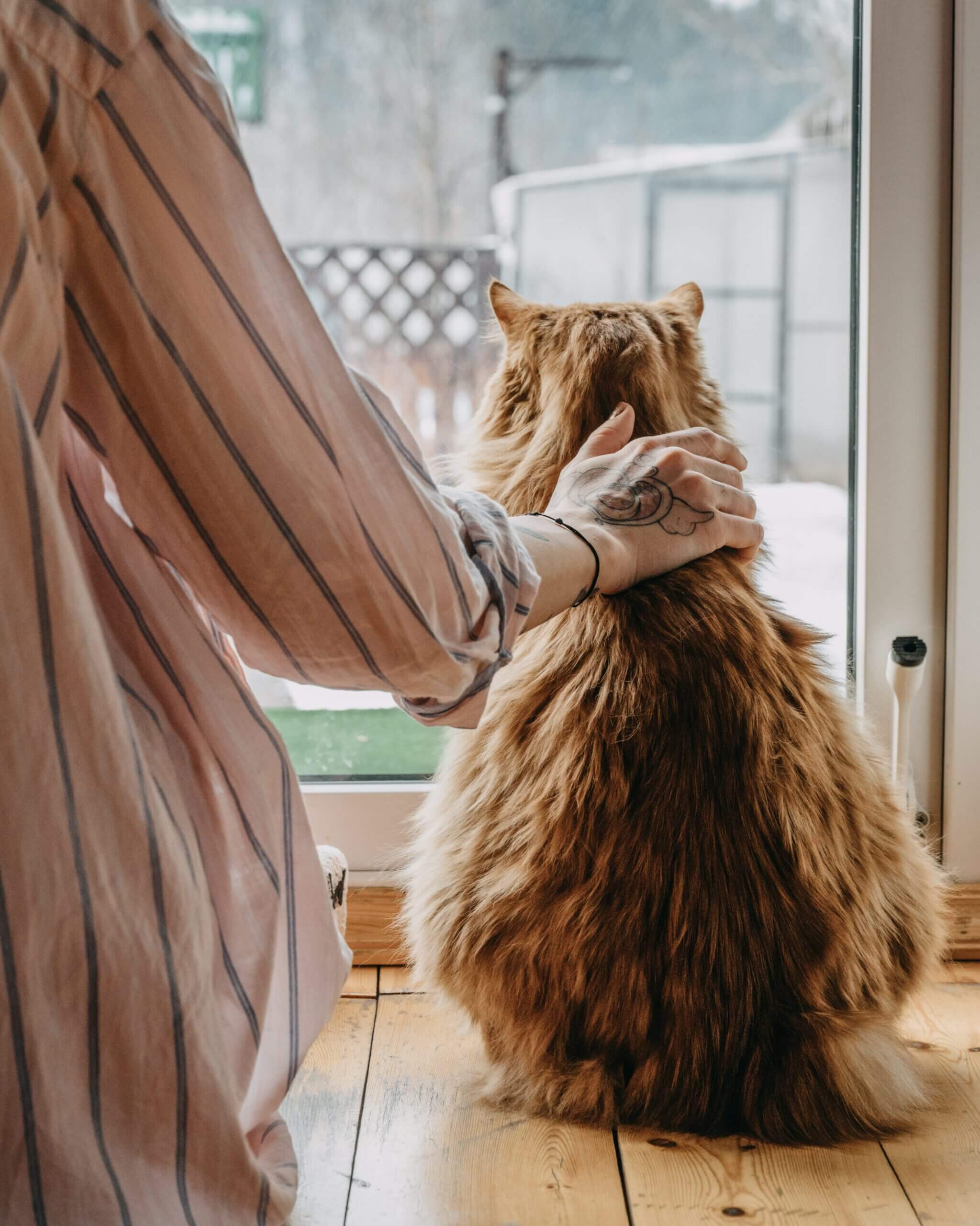 Das ist ein Foto, das eine menschliche Hand zeigt, die eine Katze am Rücken berührt. Mensch und Katze sitzen vor dem Fenster mit dem Rücken zur Kamera.