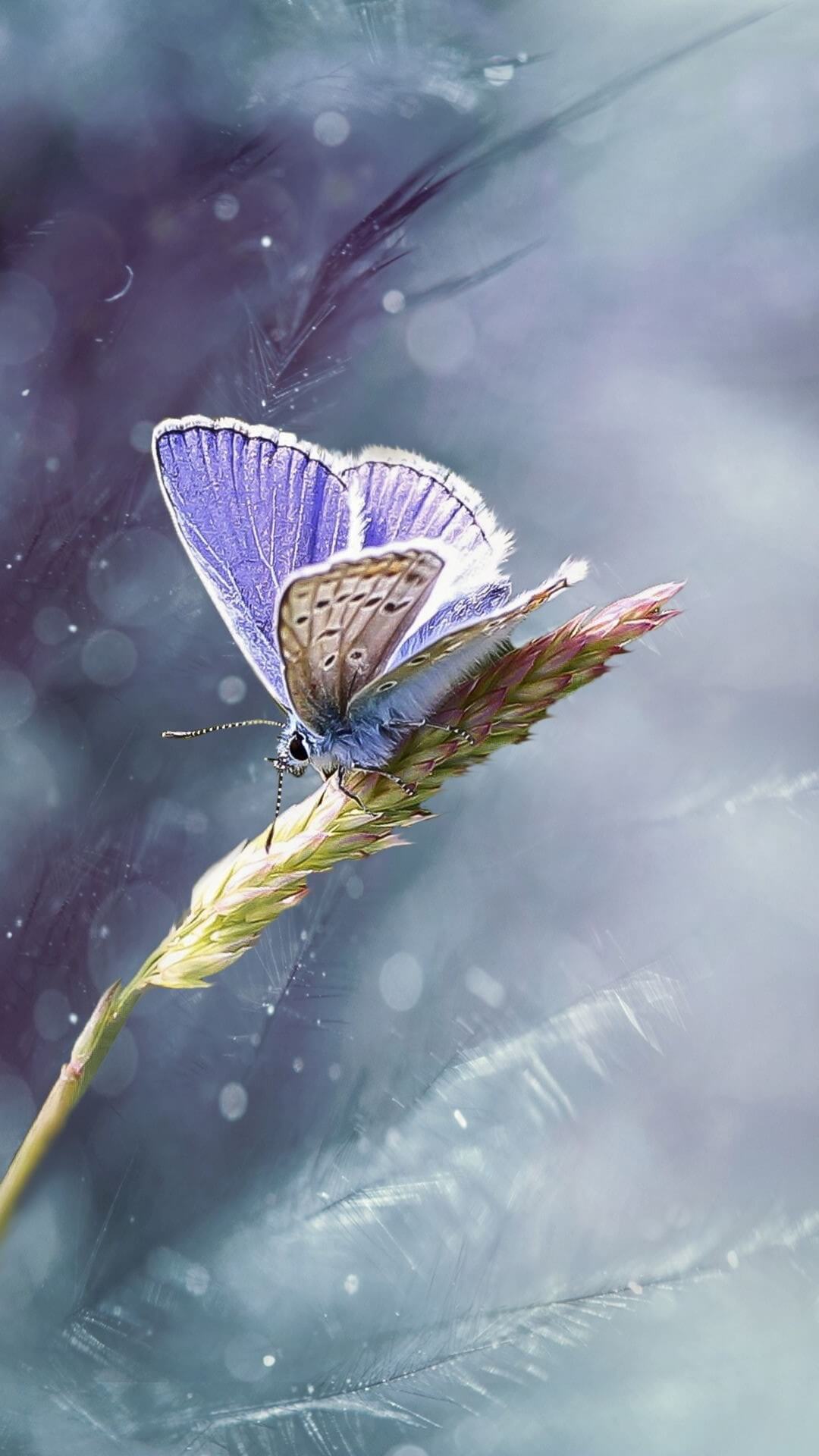 Dies ist ein Foto, das einen lila Schmetterling zeigt, der auf einer Pflanze sitzt.